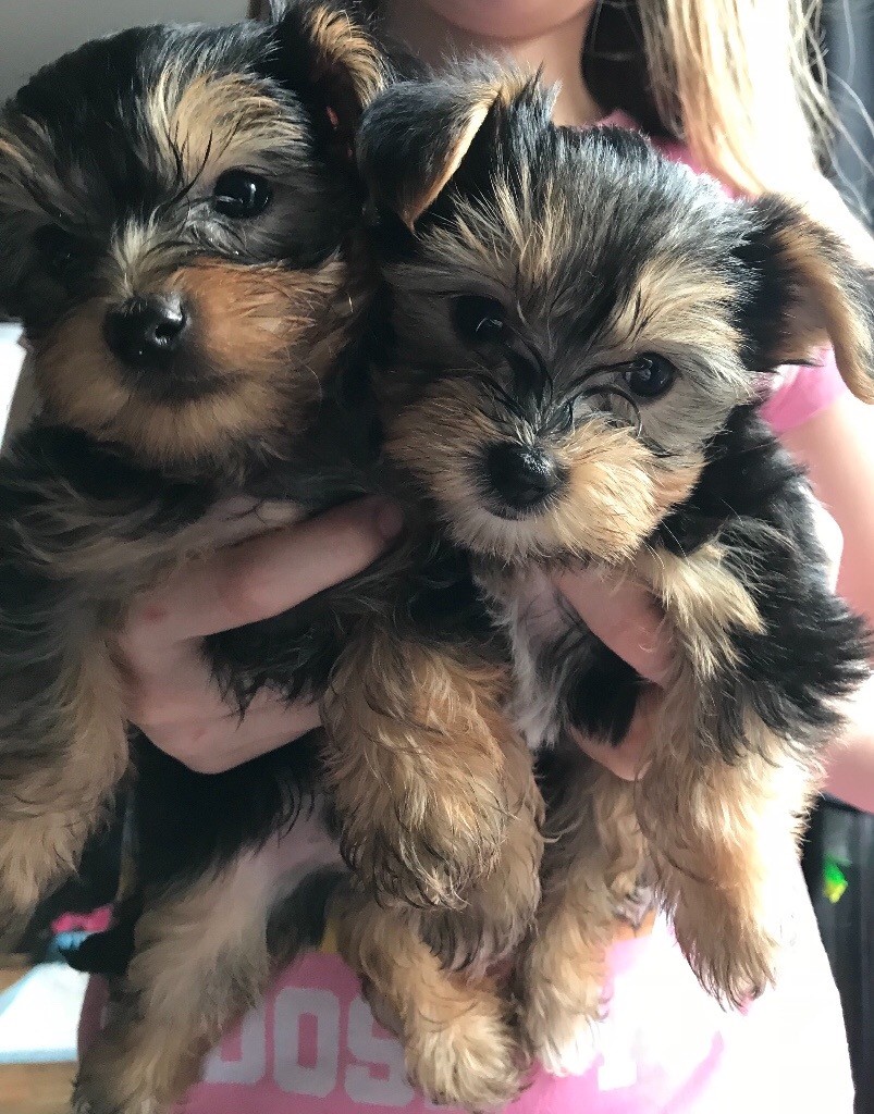 yorkshire terrier puppies for sale gumtree